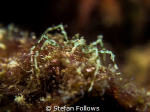 Super Freak ... ! Sea Spider - Anoplodactylus sp. Chalokl... by Stefan Follows 